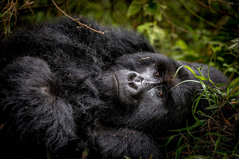 Silberrücken-Berggorillas im Bwindi-Nationalpark