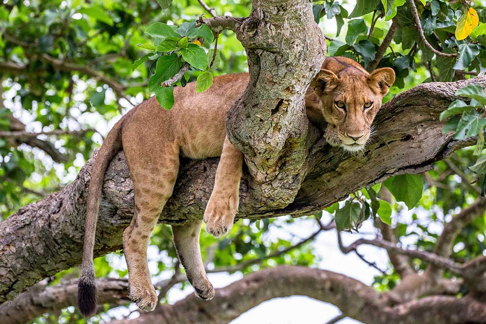 Queen-Elizabeth-Nationalpark