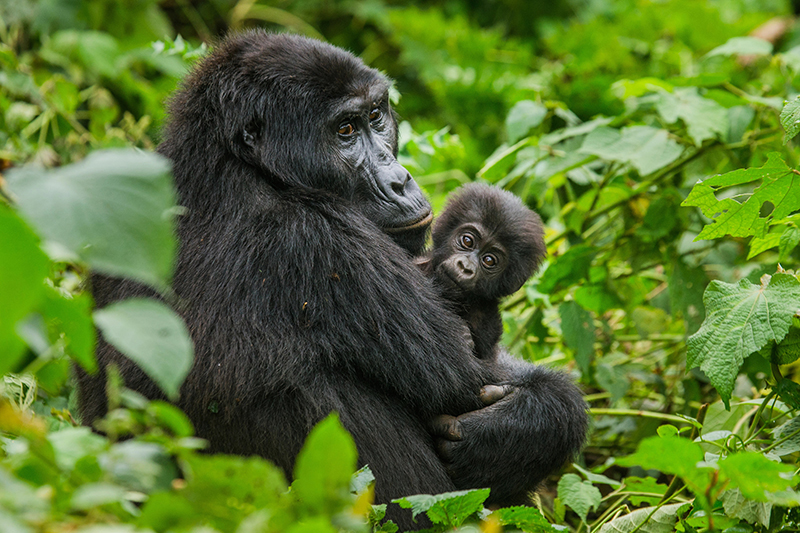 Eine Szene von der Rundreise „Gorillas in Uganda“