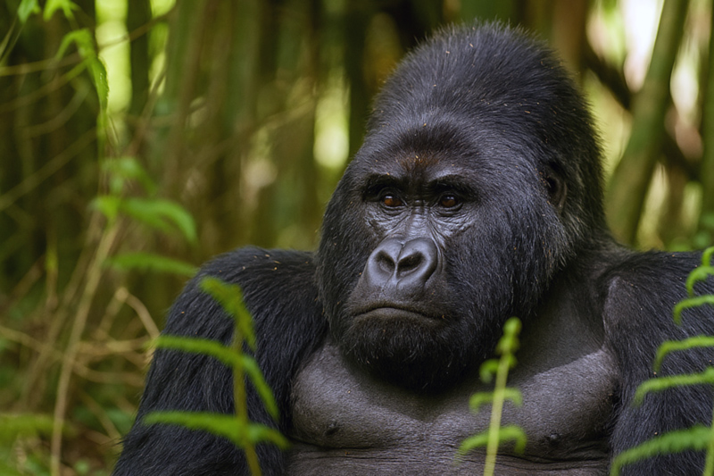 Eine Szene von der Rundreise „Gorillas in Uganda“