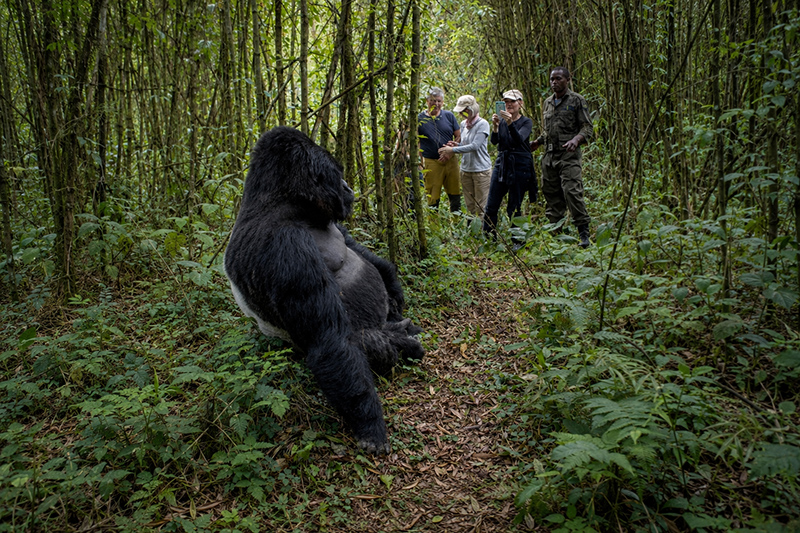 Eine Szene von der Rundreise „Gorillas in Uganda“