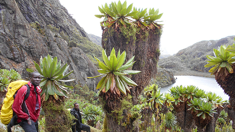 Das Rwenzori-Gebirge auf dem Weg zum Margherita-Gipfel