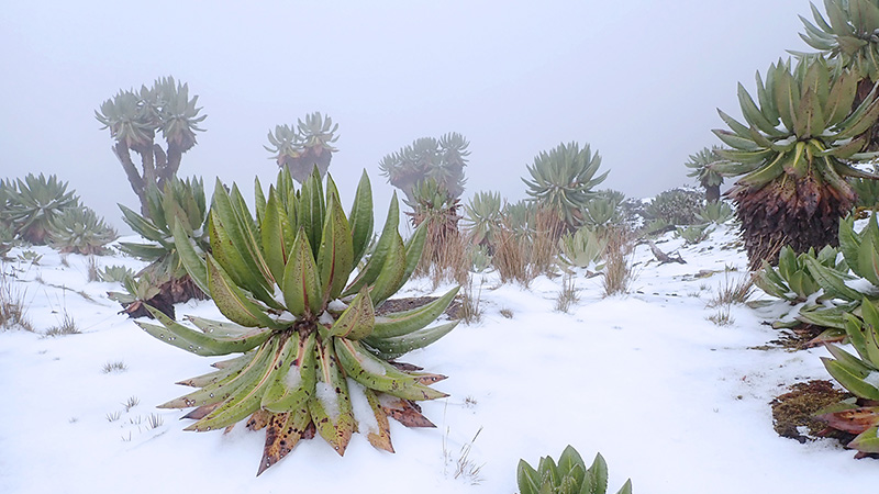 Eine Szene von der Expedition „Rwenzori-Trekking