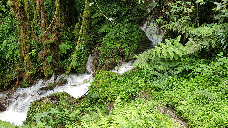 Eine Szene von der Expedition „Rwenzori-Trekking