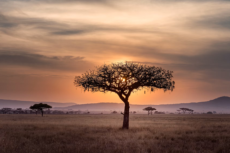 Eine Szene von der Uganda-Safari-Rundreise