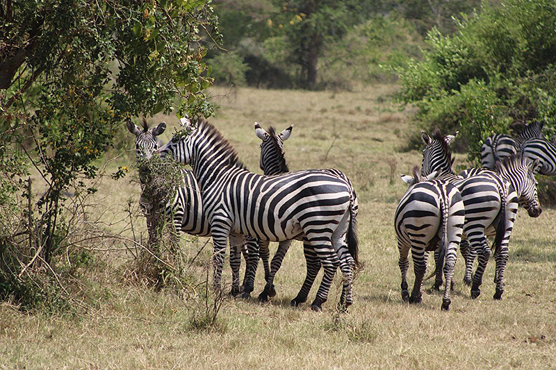 Eine Szene von der Uganda-Safari-Rundreise