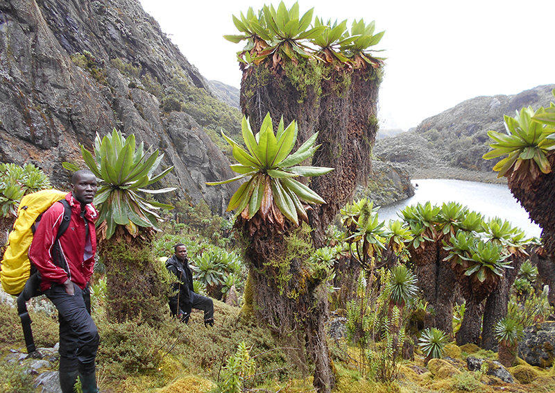 Rwenzori-Trekking